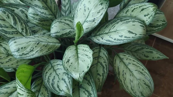 Hermosa Aglaonema Floreciendo Hojas Verdes Una Olla —  Fotos de Stock