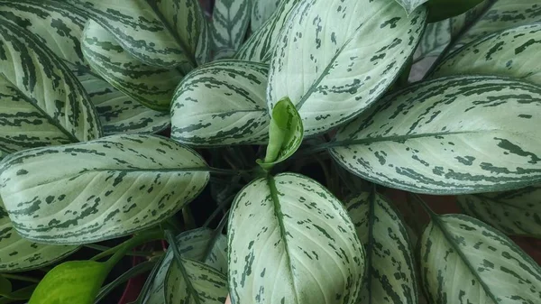 Hermosa Aglaonema Floreciendo Hojas Verdes Una Olla —  Fotos de Stock