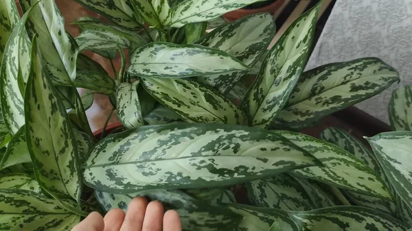 Hermosa Aglaonema Floreciendo Hojas Verdes Una Olla — Foto de Stock