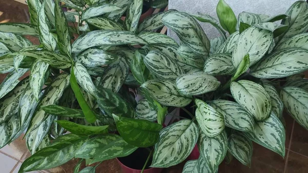 Hermosa Aglaonema Floreciendo Hojas Verdes Una Olla —  Fotos de Stock