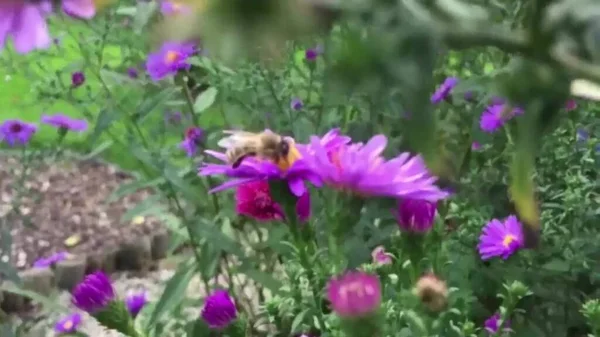 野生の夏の花 赤ピンクの花とカラフルな開花夏の牧草地 美しい花と夏の風景の背景 — ストック写真