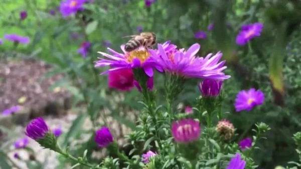 Wilde Sommerblumen Bunt Blühende Sommerwiese Mit Rot Rosa Blüten Sommer — Stockfoto