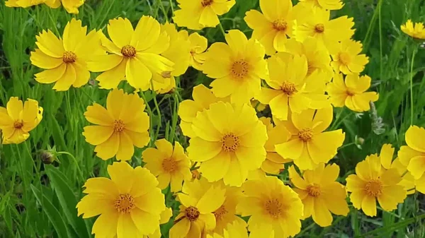 Divoké Letní Květiny Barevná Kvetoucí Letní Louka Červenorůžovými Květy Letní — Stock fotografie