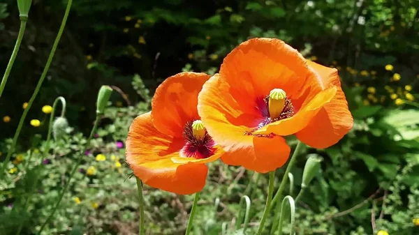 Wilde Sommerblumen Bunt Blühende Sommerwiese Mit Rot Rosa Blüten Sommer — Stockfoto