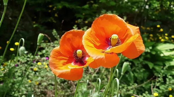 여름의 화려하게 피어나는 초원에는 아름다운 꽃으로 뒤덮인 — 스톡 사진