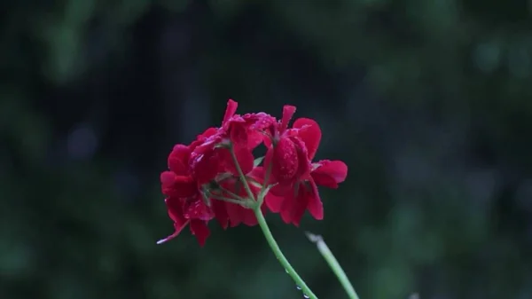 Vad Nyári Virágok Színes Virágzó Nyári Rét Vörös Rózsaszín Virágokkal — Stock Fotó