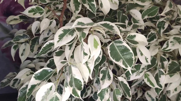 Zimmerpflanze Ficus Hause Bunte Färbung Der Blätter — Stockfoto