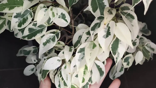 家で植物のフィカス 葉のカラフルな着色 — ストック写真