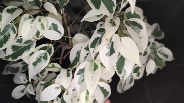 Tanaman Ficus Rumah Pewarnaan Penuh Warna Daun — Stok Foto
