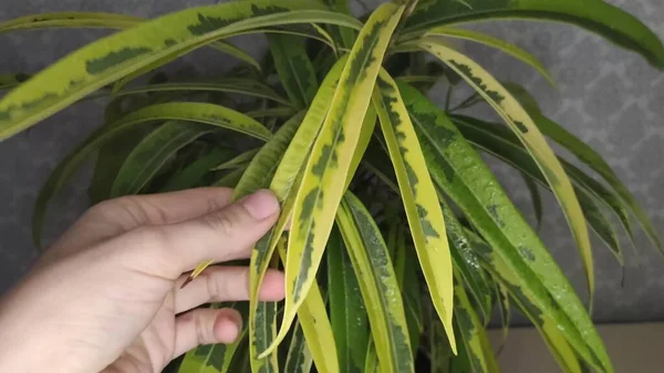 家で植物のフィカス 葉のカラフルな着色 — ストック写真