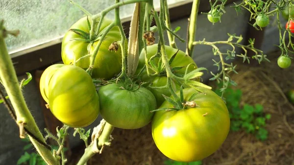 Plantas Tomate Estufa Plantação Tomates Verdes Agricultura Biológica Crescimento Plantas — Fotografia de Stock