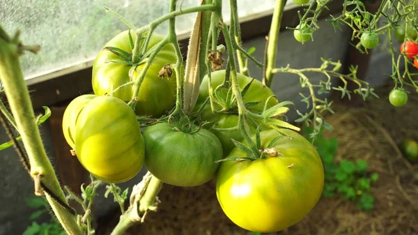 Plantas Tomate Estufa Plantação Tomates Verdes Agricultura Biológica Crescimento Plantas — Fotografia de Stock
