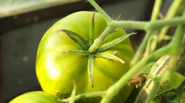 温室内のトマト植物緑のトマトのプランテーション 有機農業 若いトマトの植物の温室での成長 — ストック写真
