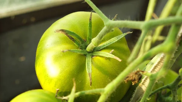Plantas Tomate Invernadero Plantación Tomates Verdes Agricultura Ecológica Crecimiento Las — Foto de Stock