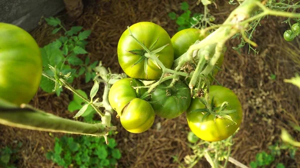 温室内のトマト植物緑のトマトのプランテーション 有機農業 若いトマトの植物の温室での成長 — ストック写真