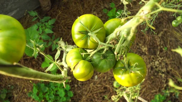 Piante Pomodoro Serra Piantagione Pomodori Verdi Agricoltura Biologica Crescita Delle — Foto Stock