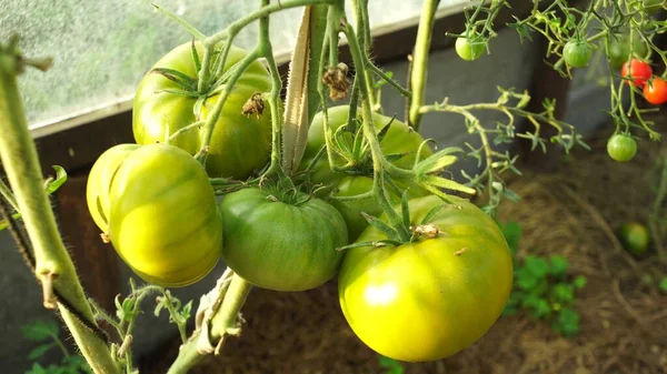 Plantas Tomate Estufa Plantação Tomates Verdes Agricultura Biológica Crescimento Plantas — Fotografia de Stock