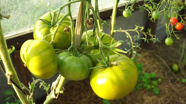 Tomato Plants Greenhouse Green Tomatoes Plantation Organic Farming Young Tomato — Stock Photo, Image
