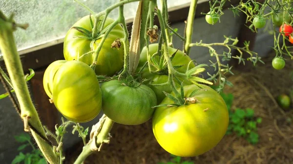 温室内のトマト植物緑のトマトのプランテーション 有機農業 若いトマトの植物の温室での成長 ストック写真