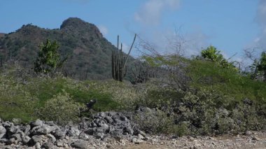 Sıçrayan kaktüs kan emici. Bir adamın bacağına gömülü bir kaktüs.