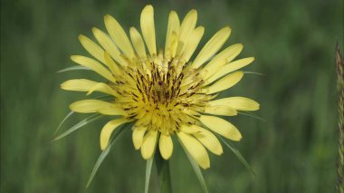 Güneşli bir yaz gününde gün batımında kır çiçekleriyle güzel renkli bir çayır. Yaz mevsimi