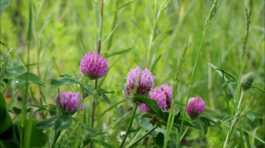 Güneşli bir yaz gününde gün batımında kır çiçekleriyle güzel renkli bir çayır. Yaz mevsimi