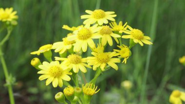 Güneşli bir yaz gününde kır çiçekleriyle güzel renkli bir çayır.
