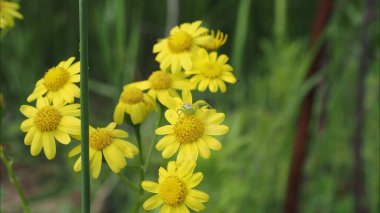 Güneşli bir yaz gününde kır çiçekleriyle güzel renkli bir çayır.