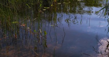 Sakin, rüzgarsız bir yaz gününde nehir kıyısında sazlıklar. Sazlıklar ve su.