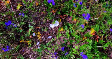 Güneşli bir yaz gününde gün batımında kır çiçekleriyle güzel renkli bir çayır. Yaz mevsimi