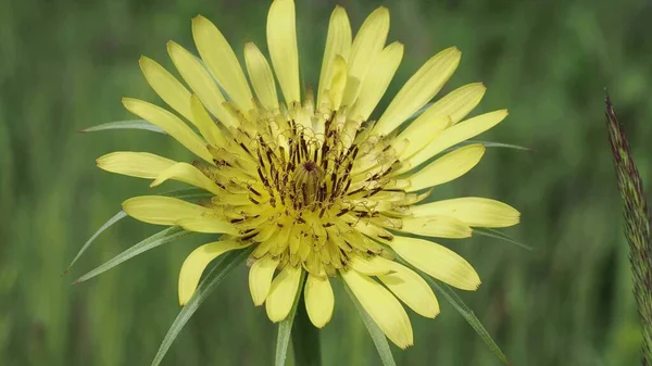 晴れた夏の日には日没時に野生の花と美しいカラフルな牧草地 — ストック写真