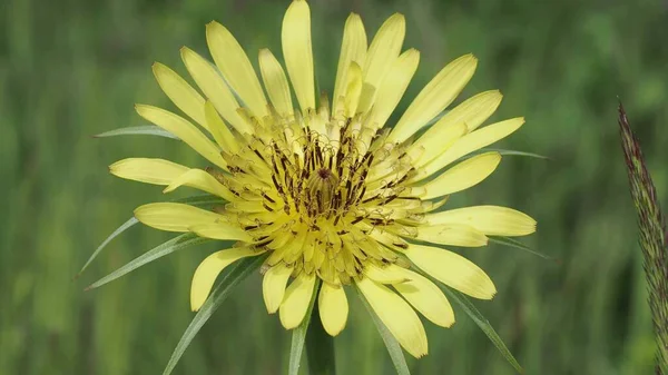 Güneşli bir yaz gününde gün batımında kır çiçekleriyle güzel renkli bir çayır. Yaz mevsimi