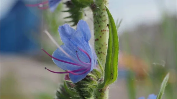 Bellissimo Prato Colorato Con Fiori Selvatici Una Chiara Giornata Estiva — Foto Stock