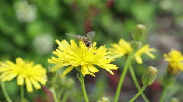 Eine Schöne Bunte Wiese Mit Wilden Blumen Einem Klaren Sonnigen — Stockfoto