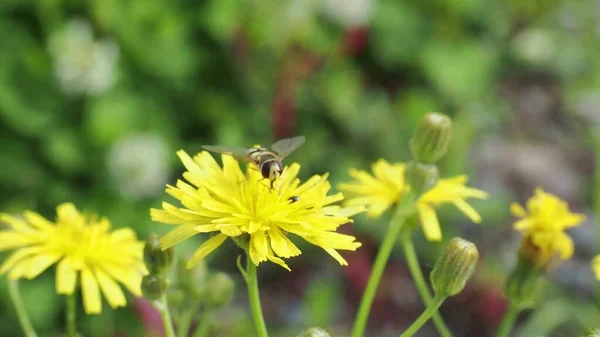 Eine Schöne Bunte Wiese Mit Wilden Blumen Einem Klaren Sonnigen — Stockfoto