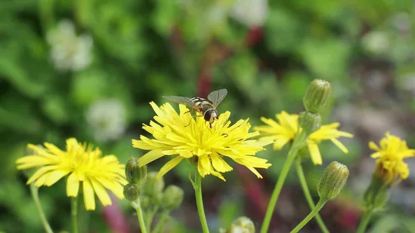 晴れた夏の日に野生の花と美しいカラフルな牧草地 — ストック写真