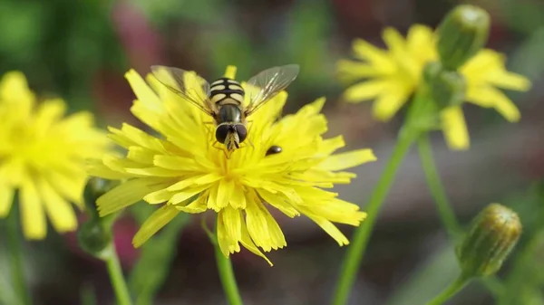 Een Prachtige Kleurrijke Weide Met Wilde Bloemen Een Heldere Zonnige — Stockfoto