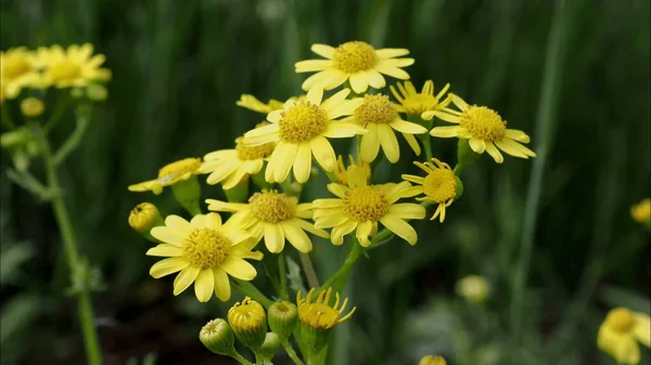 Eine Schöne Bunte Wiese Mit Wilden Blumen Einem Klaren Sonnigen — Stockfoto