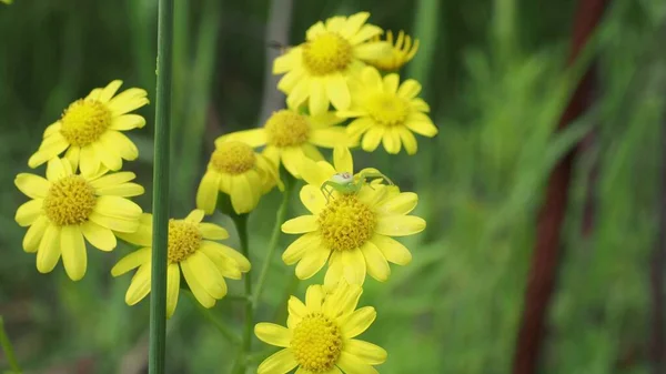 Güneşli Bir Yaz Gününde Kır Çiçekleriyle Güzel Renkli Bir Çayır — Stok fotoğraf