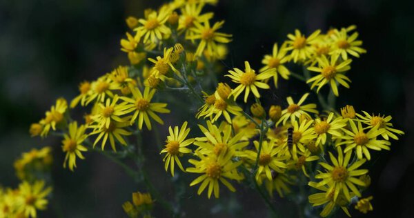 Красивая разноцветная мята с дикими цветами на закате в солнечный летний день. Летний сезон