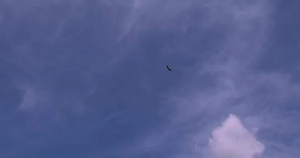 Fondo Del Cielo Azul Con Nubes Blancas Día Verano — Foto de Stock