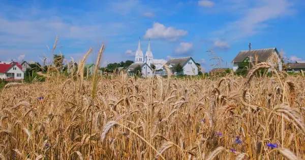 Eine Schöne Bunte Wiese Mit Wilden Blumen Bei Sonnenuntergang Einem — Stockfoto