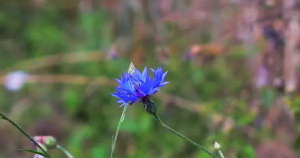 Hermoso Prado Colorido Con Flores Silvestres Atardecer Día Soleado Verano — Foto de Stock