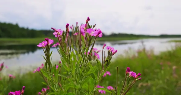 Beautiful Colorful Meadow Wild Flowers Sunset Sunny Summer Day Summer — Stock Photo, Image