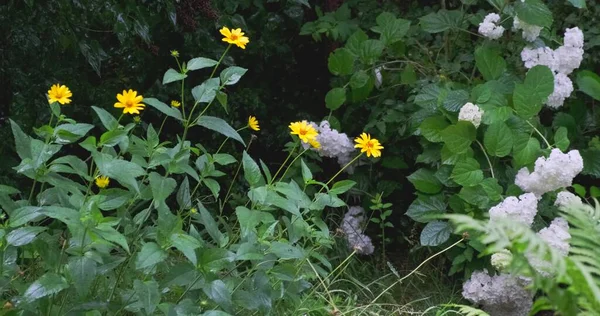 晴れた夏の日には日没時に野生の花と美しいカラフルな牧草地 — ストック写真