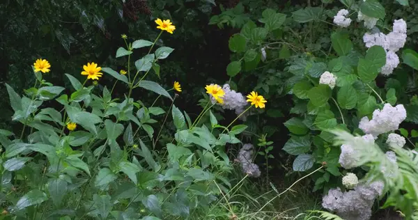 Eine Schöne Bunte Wiese Mit Wilden Blumen Bei Sonnenuntergang Einem — Stockfoto