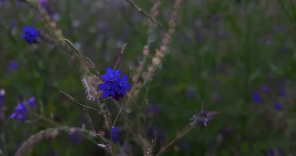 Une Belle Prairie Colorée Avec Des Fleurs Sauvages Coucher Soleil — Photo