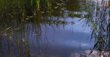 Sakin, rüzgarsız bir yaz gününde nehir kıyısında sazlıklar. Sazlıklar ve su.