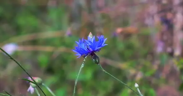 Hermoso Prado Colorido Con Flores Silvestres Atardecer Día Soleado Verano — Foto de Stock