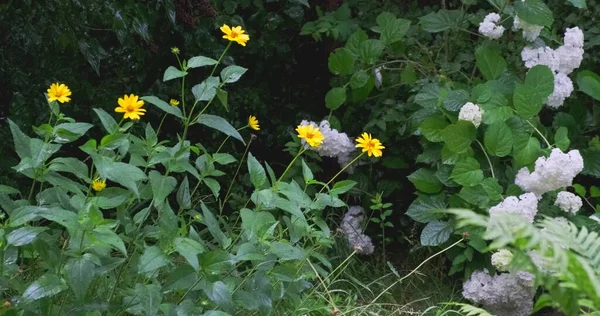 晴れた夏の日には日没時に野生の花と美しいカラフルな牧草地 — ストック写真